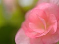 Closeup macro flower of pink petals begonia flower with blurred background , soft focus ,sweet color for wedding card design, rose Royalty Free Stock Photo