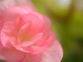 Closeup macro flower of pink petals begonia flower with blurred background , soft focus ,sweet color for wedding card design, rose Royalty Free Stock Photo