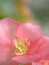 Closeup macro flower of pink petals begonia flower with blurred background , soft focus ,sweet color for wedding card design, rose Royalty Free Stock Photo