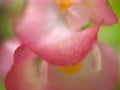 Closeup macro flower of pink petals begonia flower with blurred background , soft focus ,sweet color for wedding card design, rose Royalty Free Stock Photo