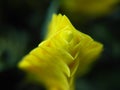 Closeup macro focus shot of an unusual yellow flower Royalty Free Stock Photo