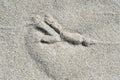 A footprint or track of a bird in sand