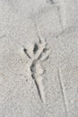 A footprint or track of a bird in sand