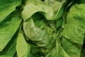 Closeup, macro of fresh green lettuce leaves in a head of cabbage. Ideal for background and texture. Healthy eating concept Royalty Free Stock Photo