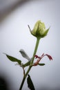 Closeup macro of a fresh white rose bud with a green leaf Royalty Free Stock Photo