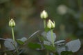 Closeup macro of a fresh white rose bud with a green leaf Royalty Free Stock Photo