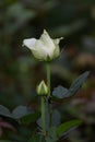 Closeup macro of a fresh white rose bud with a green leaf Royalty Free Stock Photo