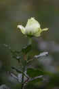 Closeup macro of a fresh white rose bud with a green leaf Royalty Free Stock Photo