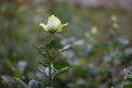 Closeup macro of a fresh white rose bud with a green leaf Royalty Free Stock Photo
