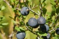 Closeup macro of fruit of Lotebush, Lote-bush Condalia Ziziphus obtusifolia or also Warnock`s Snakewood, or Mexican