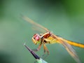 Closeup macro of a golden dragonfly