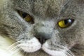 Closeup macro of gray cat face with green yellow eyes. Home beautiful animal pet Royalty Free Stock Photo