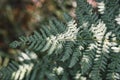 Closeup or macro of a green fern in the forest Royalty Free Stock Photo