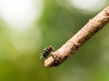 Closeup macro of green fly or greenbottle fly on branch eating food by spit saliva liquefy on it food that the enzymes can make it