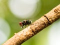 Closeup macro of green fly or greenbottle fly on branch eating food by spit saliva liquefy on it food that the enzymes can make it