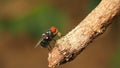 Closeup macro of green fly or greenbottle fly on branch eating food by spit saliva liquefy on food that enzymes can make it possib