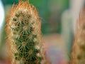Closeup macro green Mammillaria elongata ,Kopper king cactus desert plants and blurred background, soft focus ,sweet color Royalty Free Stock Photo