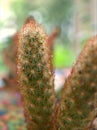 Closeup macro green Mammillaria elongata ,Kopper king cactus desert plants with blurred background Royalty Free Stock Photo