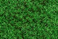 Closeup or macro of green moss in forest or woods Royalty Free Stock Photo