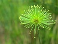 Closeup macro green Paper reed, Nile grass, Cyperus papyrus haspan plant in garden with blurred background