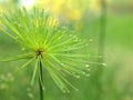 Closeup macro green Paper reed, Nile grass, Cyperus papyrus haspan plant in garden with blurred background