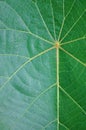 Closeup Macro of Green Parasol Leaf Tree