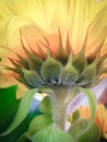 Closeup of Bright Yellow Sunflower with Stem Royalty Free Stock Photo