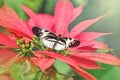 Closeup macro of Heliconius melpomene Piano Key butterfly. Wild insect animal with black white spots sitting on a red poinsettia Royalty Free Stock Photo