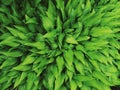 Closeup macro of hosta plantain lilies plant giboshi with water rain drops on green leaves.