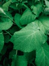 Closeup macro of hydrangea hortensia flower plant shrub tree with water rain drops on green leaves. Royalty Free Stock Photo