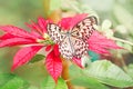 Closeup macro of  Idea leuconoe butterfly. Wild white black insect animal sitting on red poinsettia flower in a garden. Paper kite Royalty Free Stock Photo