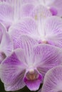 Closeup Macro Image of Beautiful Orchid Flower of Pilea peperomiodes Diels Sort Royalty Free Stock Photo