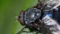 Closeup macro image of bluebottle fly / blow fly Calliphoridae on a green leaf Royalty Free Stock Photo