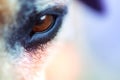 Closeup macro image of a dog eye Royalty Free Stock Photo