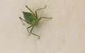 Macro image of a Katydid insect 2 Royalty Free Stock Photo