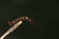 A closeup macro isolated image of a Gulf Fritillary Caterpillar,brown caterpillar with white spots on the branches Royalty Free Stock Photo