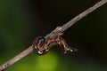 A closeup macro isolated image of a Gulf Fritillary Caterpillar,brown caterpillar with white spots on the branches Royalty Free Stock Photo