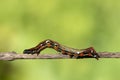 A closeup macro isolated image of a Gulf Fritillary Caterpillar,brown caterpillar with white spots on the branches Royalty Free Stock Photo