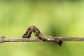 A closeup macro isolated image of a Gulf Fritillary Caterpillar,brown caterpillar with white spots on the branches Royalty Free Stock Photo