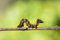 A closeup macro isolated image of a Gulf Fritillary Caterpillar,brown caterpillar with white spots on the branches Royalty Free Stock Photo