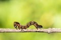 A closeup macro isolated image of a Gulf Fritillary Caterpillar,brown caterpillar with white spots on the branches Royalty Free Stock Photo