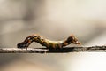 A closeup macro isolated image of a Gulf Fritillary Caterpillar,brown caterpillar with white spots on the branches Royalty Free Stock Photo