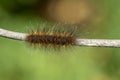 A closeup macro isolated image of a Gulf Fritillary Caterpillar,brown caterpillar with white spots on the branches Royalty Free Stock Photo