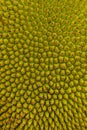 Closeup macro of Jackfruit peel texture a small button consecutive yellowish green of young jackfruit. Tropical fruit. Texture.