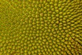Closeup macro of Jackfruit peel texture a small button consecutive yellowish green of young jackfruit. Tropical fruit. Texture.