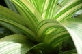 Closeup macro micro photo taken on the leaves of a Chlorophytum Capense Voss Spider Asparagaceae plant Royalty Free Stock Photo