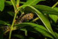 Monarch Caterpillar On A Leaf