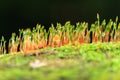 closeup macro of mushroom haircap moss sponge on a tree trunk Royalty Free Stock Photo