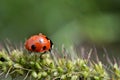 Red ladybug in the grass, macro and closeup photography