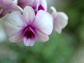 Closeup macro petals cooktown purple orchid ,Dendrobium bigibbum orchid flower plants and soft focus on green blurred background Royalty Free Stock Photo